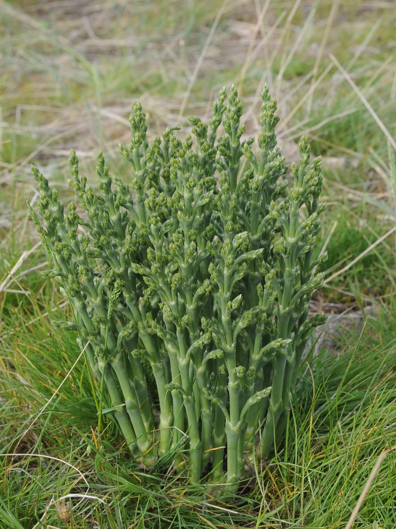 Image of Anabasis turkestanica specimen.