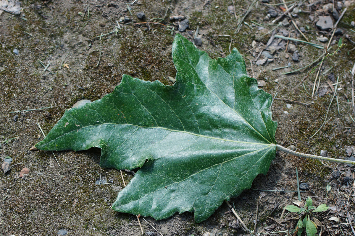 Image of Populus alba specimen.