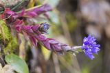 Polygala alpicola