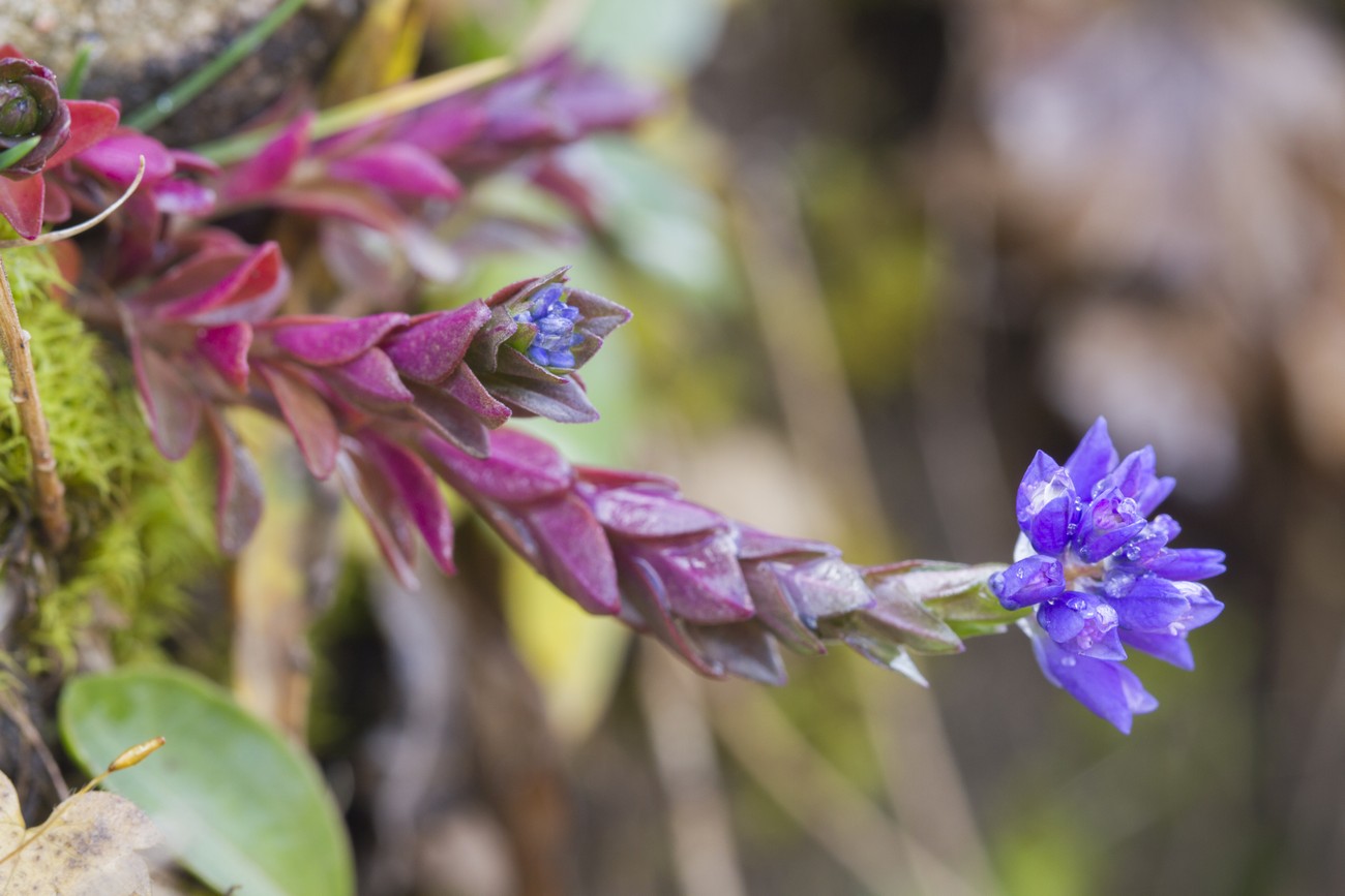 Image of Polygala alpicola specimen.