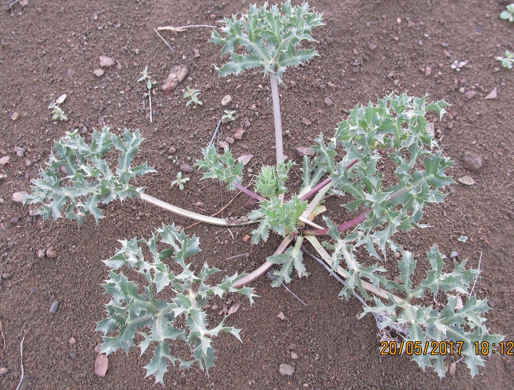 Image of genus Eryngium specimen.