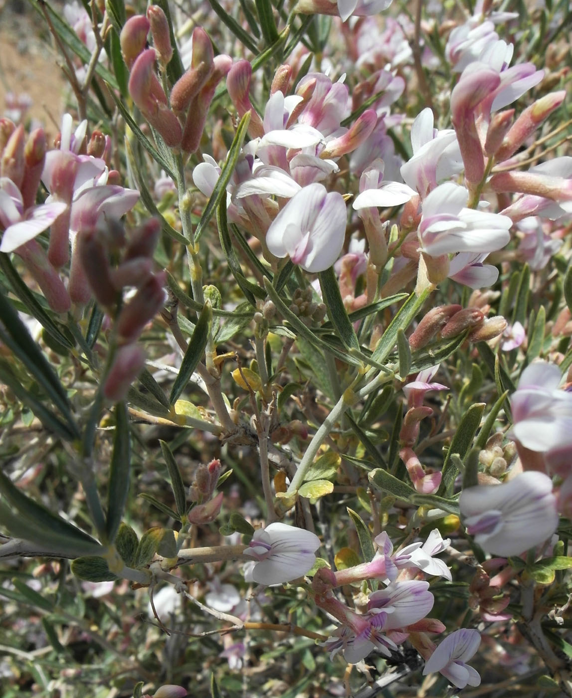 Image of Astragalus ammodendron specimen.