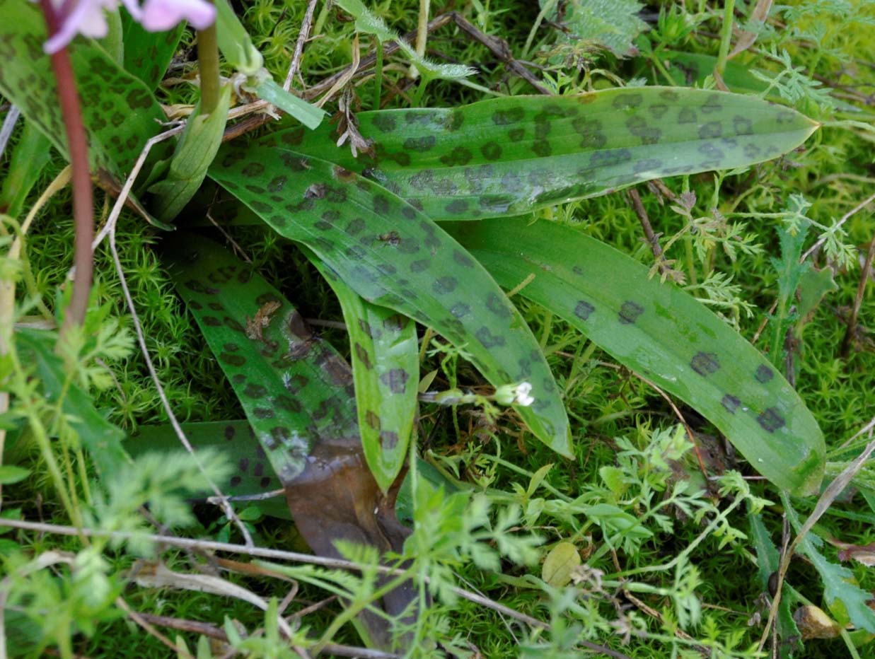 Изображение особи Orchis anatolica.