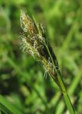 Carex leporina. Соцветие. Окрестности Архангельска, у сырой лесной дороги. 23 июня 2010 г.