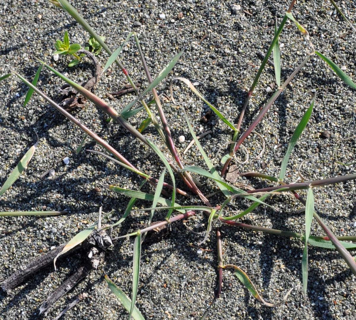 Изображение особи Aegilops biuncialis.