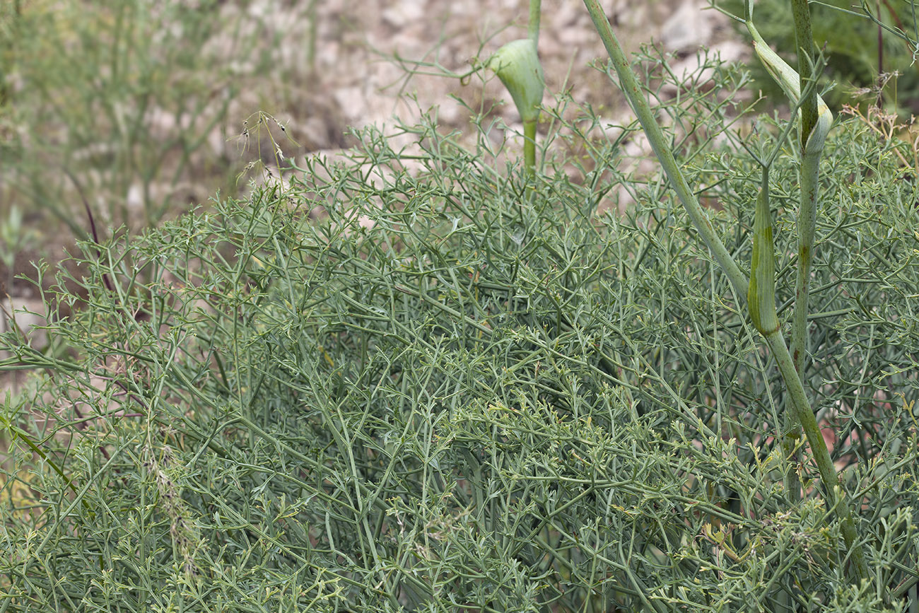 Изображение особи Ferula tschimganica.