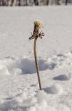 familia Asteraceae. Верхушка сухого побега с прошлогодним соплодием. Башкортостан, Белорецкий р-н, Сосновский сельсовет, с. Рысакаево, хр. Уралтау, подножие горы Арвякрязь (1068 м н. у. м.), поляна. 8 марта 2019 г.