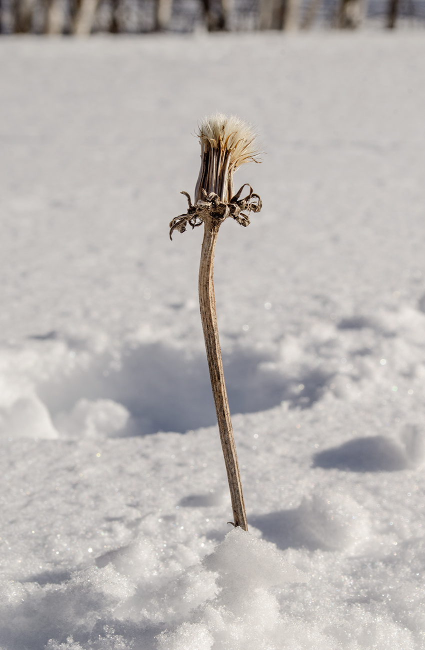 Изображение особи семейство Asteraceae.