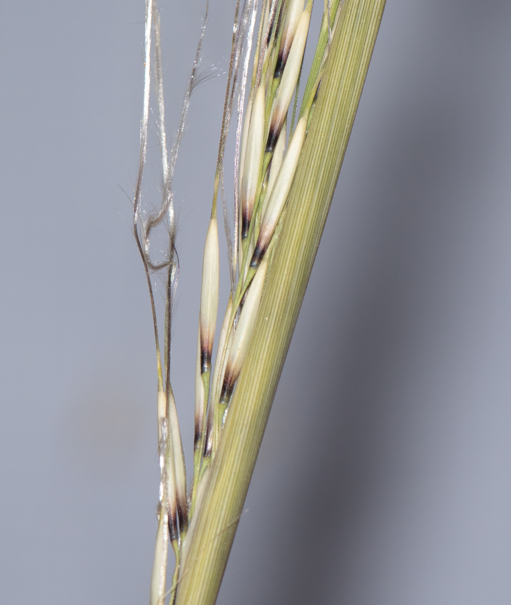 Image of Stipagrostis ciliata specimen.