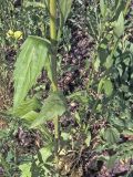 Erigeron подвид lilacinus