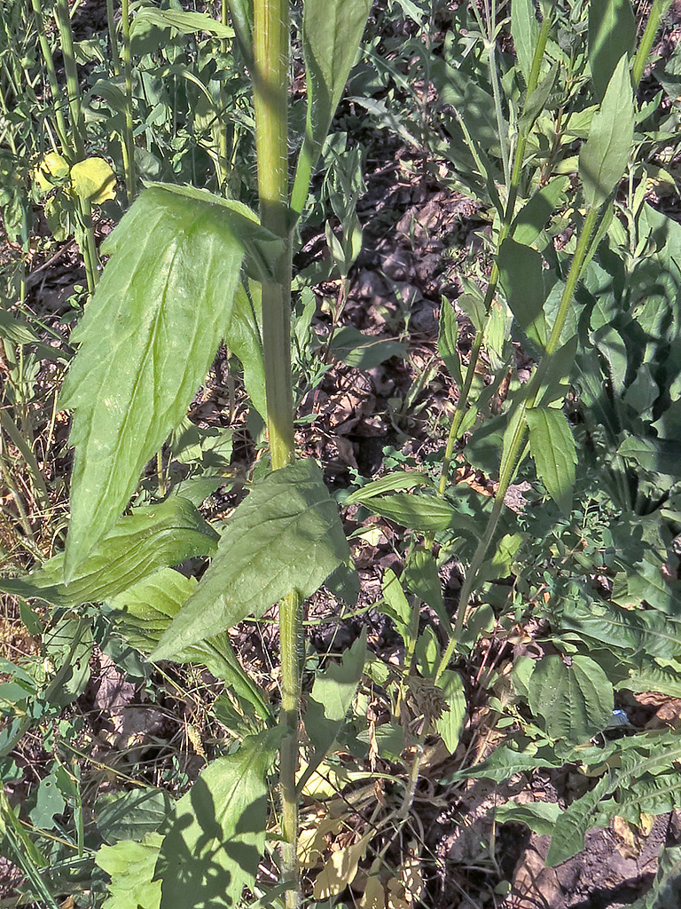 Image of Erigeron annuus ssp. lilacinus specimen.