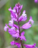 Polygala major