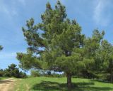 Pinus eldarica. Взрослое дерево. Дагестан, окр. г. Дербент, бор. 23.04.2019.