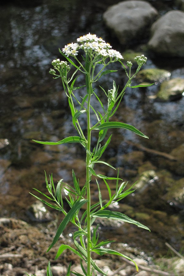 Image of Achillea salicifolia specimen.