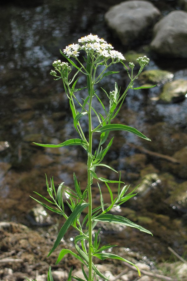 Изображение особи Achillea salicifolia.