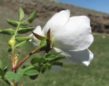 Rosa elasmacantha. Верхушка побега с цветком (вид со стороны чашечки). На листе виден галл. Дагестан, Левашинский р-н, окр. с. Леваши, ок. 1400 м н.у.м., луг. 01.06.2019.