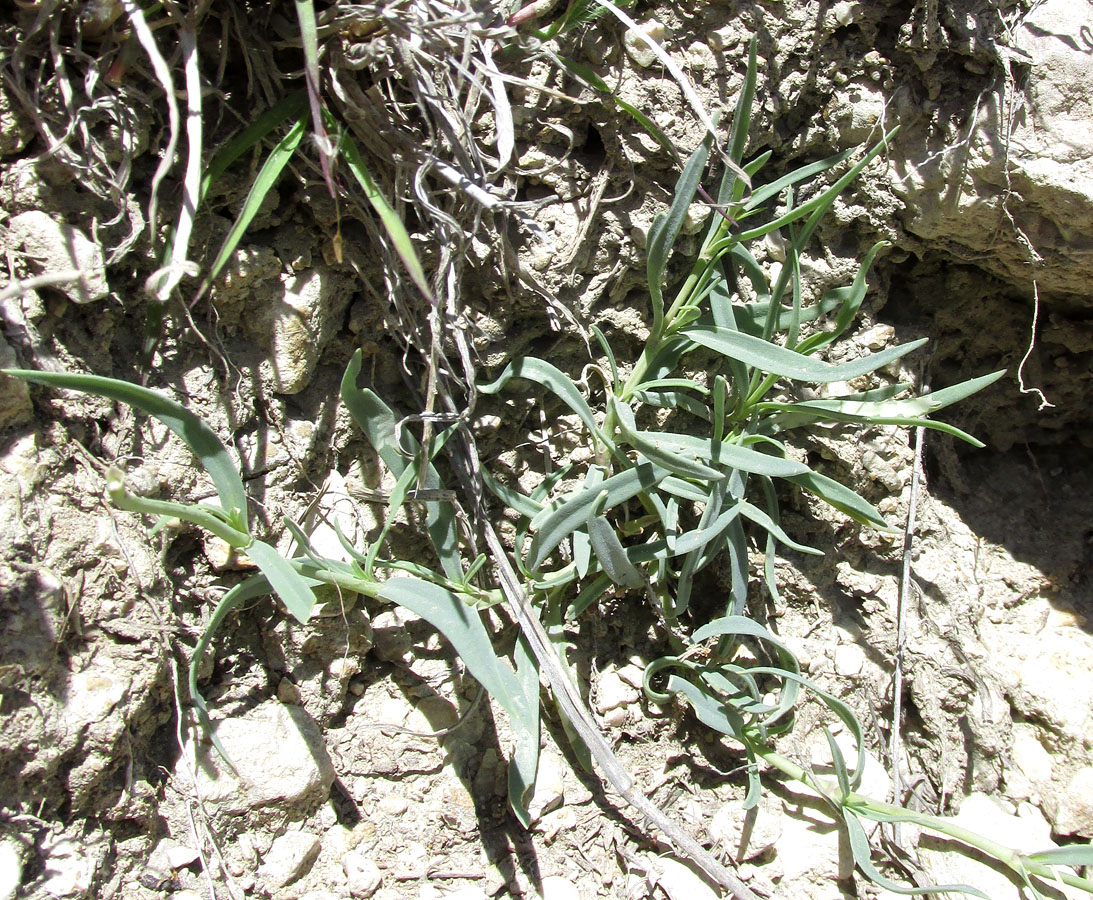 Image of Gypsophila acutifolia specimen.