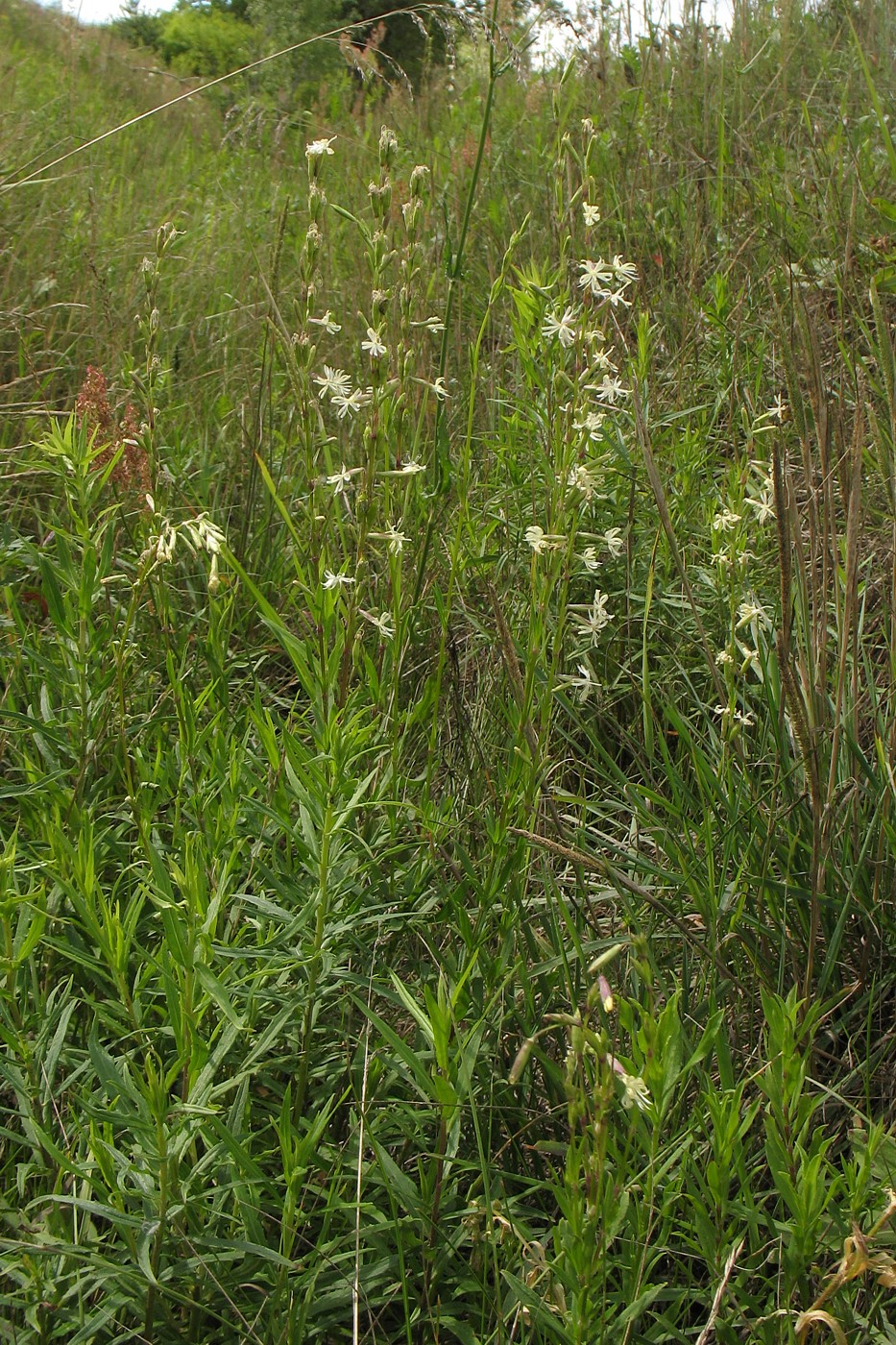 Image of Silene tatarica specimen.
