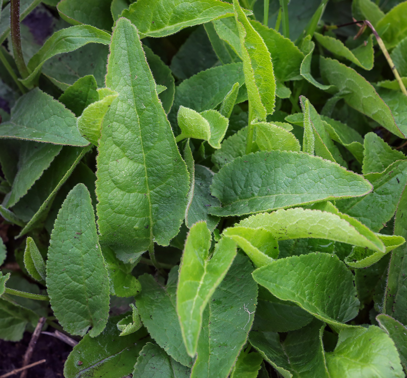 Изображение особи Campanula glomerata.