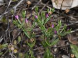 Centaurium tenuiflorum