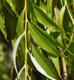 Salix babylonica