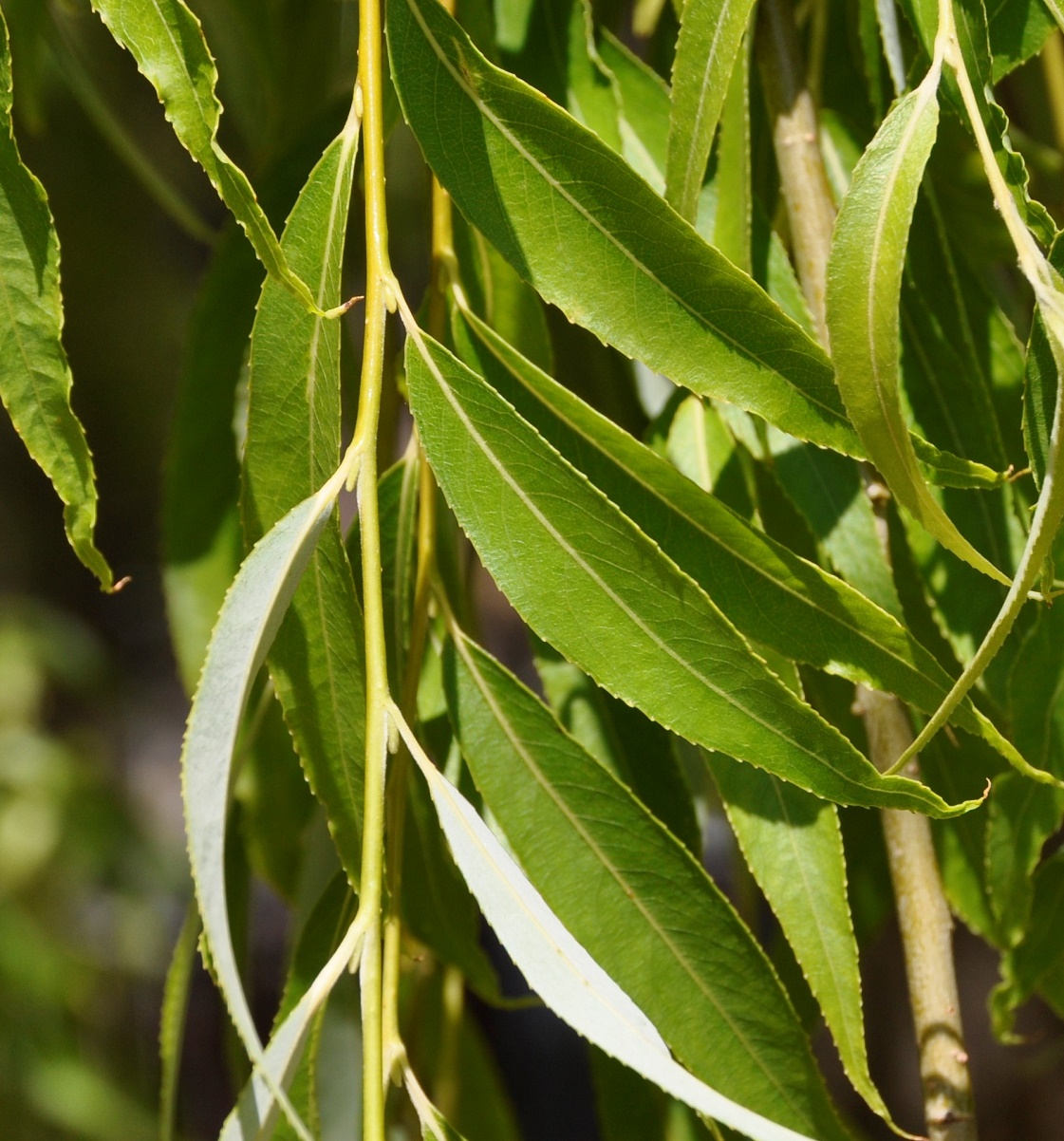 Изображение особи Salix babylonica.