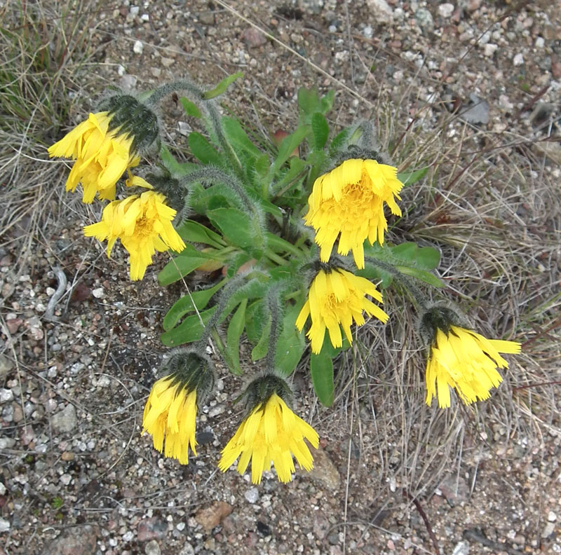 Image of Hieracium alpinum specimen.