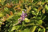 Wisteria sinensis