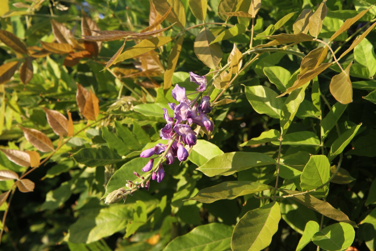 Image of Wisteria sinensis specimen.