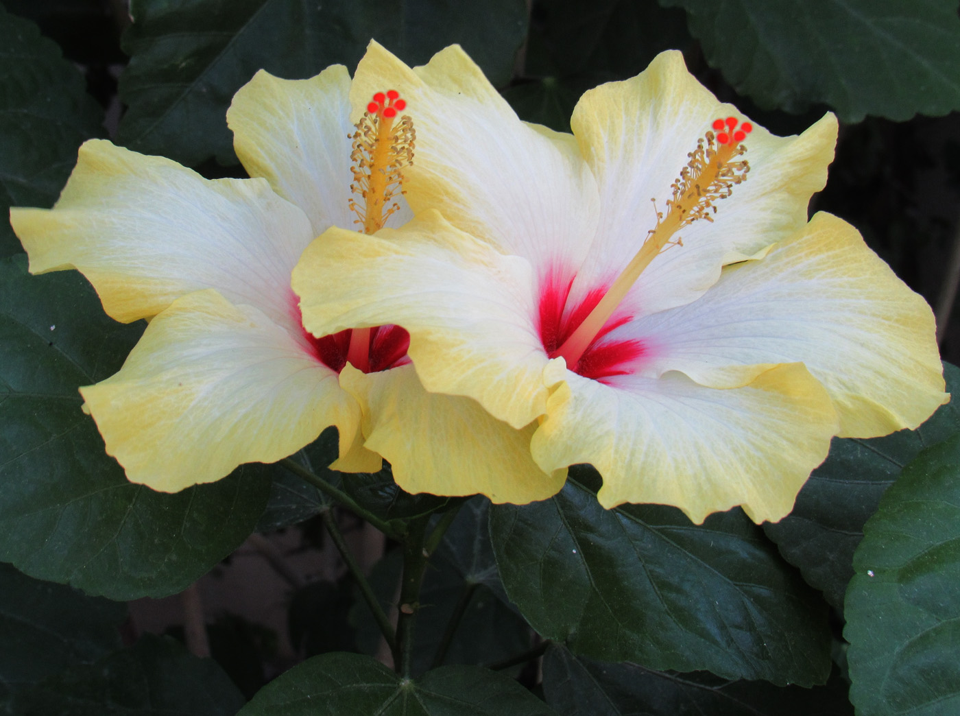 Image of Hibiscus rosa-sinensis specimen.