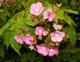 Rubus odoratus