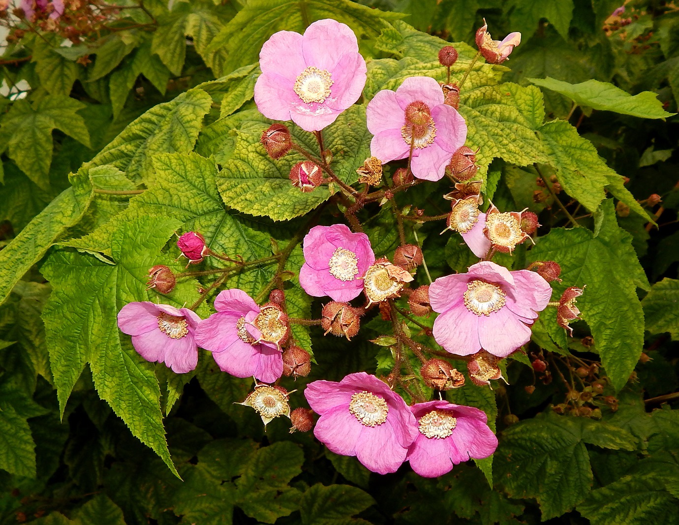 Изображение особи Rubus odoratus.