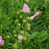 Malva thuringiaca