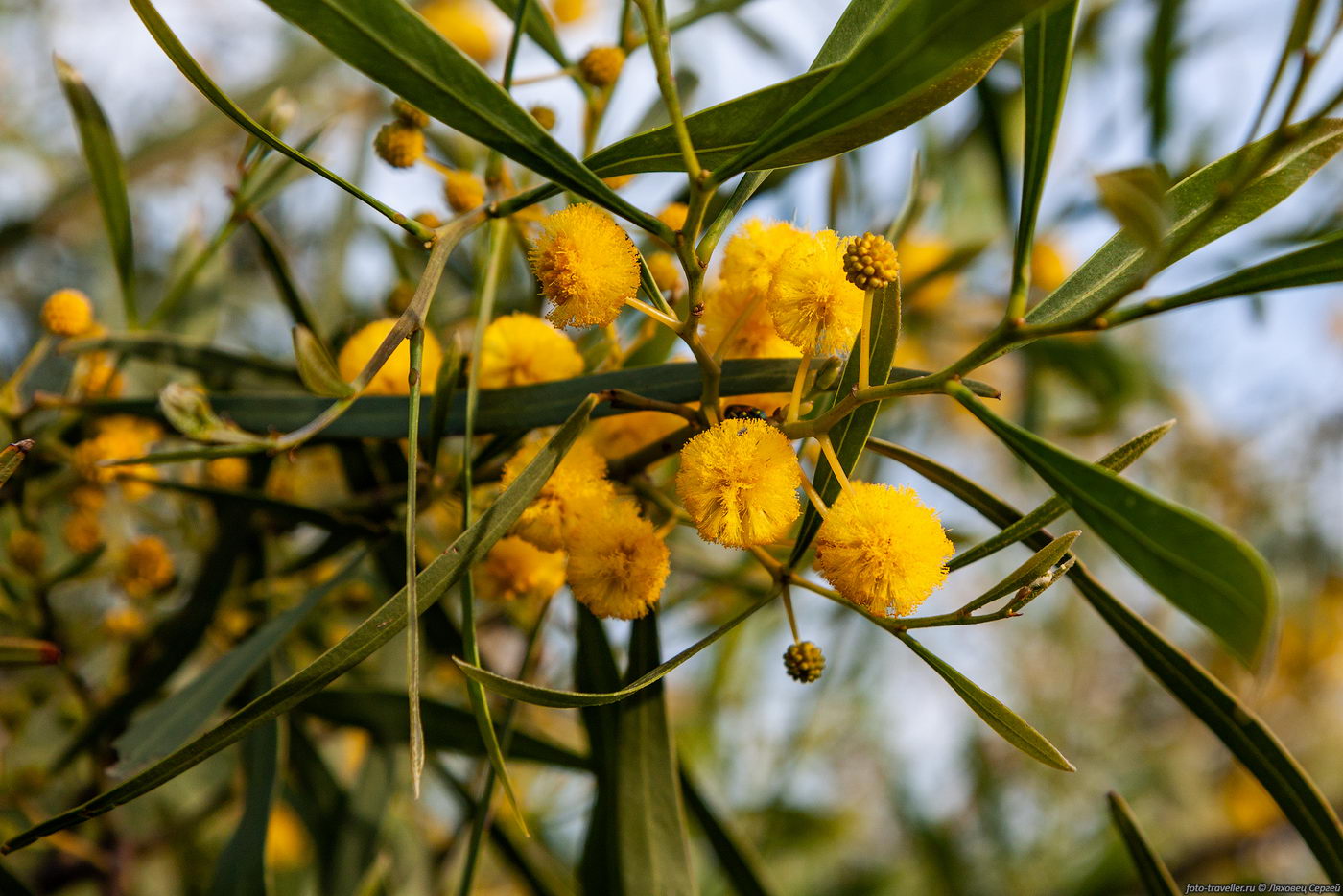 Image of Acacia saligna specimen.