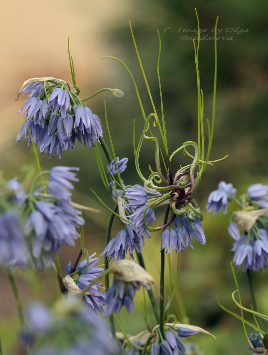 Image of Allium beesianum specimen.