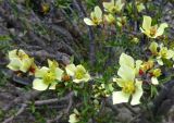 Euphorbia lactiflua