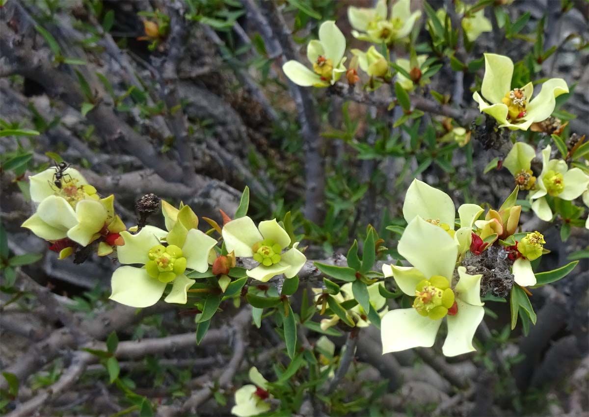 Изображение особи Euphorbia lactiflua.