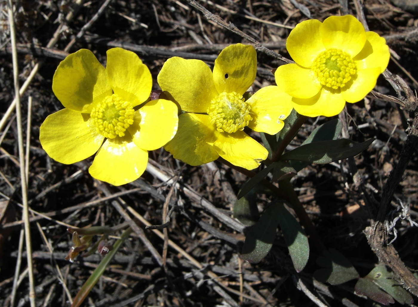 Изображение особи Ranunculus polyrhizos.