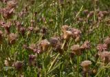 Cirsium setosum