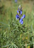 Lupinus angustifolius. Верхушка побега с соцветием. Испания, автономное сообщество Каталония, провинция Жирона, комарка Баш Эмпорда, муниципалитет Калонже, обочина дороги. 15.03.2019.