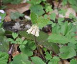 Symphytum grandiflorum. Цветущее растение. Республика Адыгея, левый борт долины руч. Сюк, широколиственный лес. 10.04.2019.