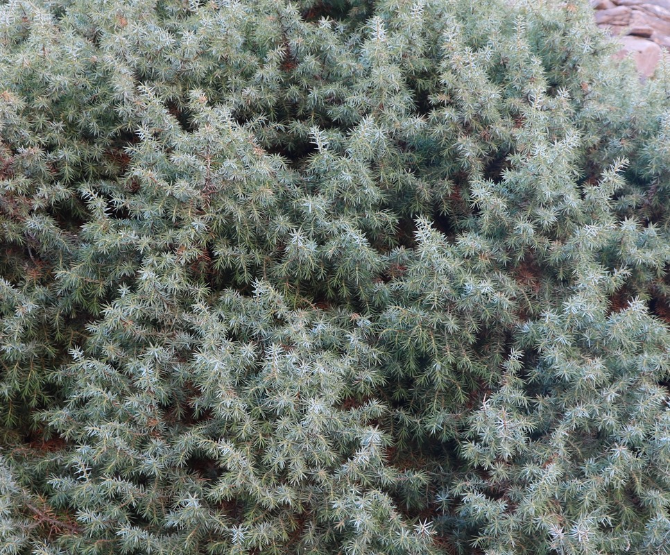 Image of Juniperus hemisphaerica specimen.