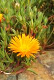 Lampranthus glaucoides. Верхушка цветущего растения (Lampranthus aurantiacus (DC.) Schwant). США, Калифорния, Сан-Франциско, Golden Gate Park, в озеленении. 17.02.2017.