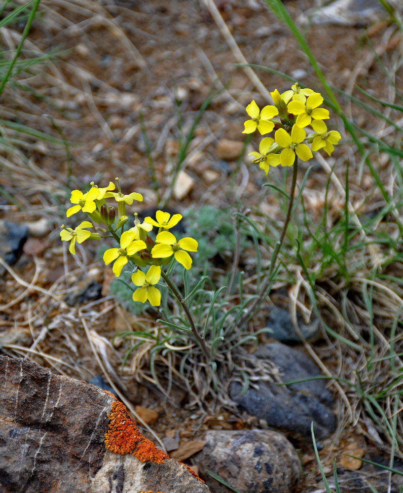 Image of Erysimum flavum specimen.