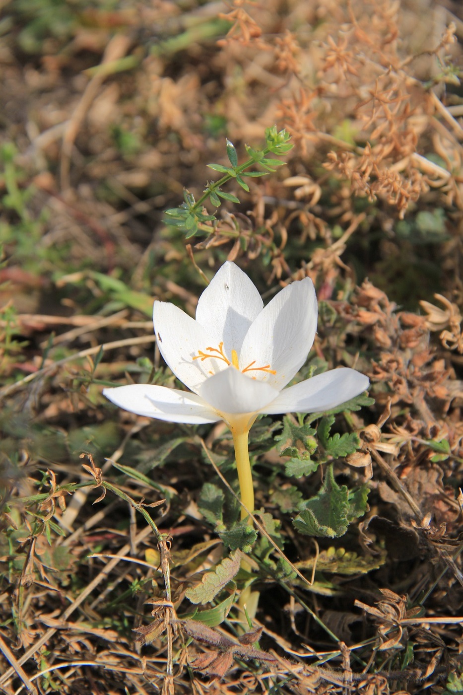 Изображение особи Crocus speciosus.