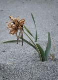 Pancratium maritimum. Плодоносящее растение на пляже. Турция, пров. Анталья, р-н Каш, окр. пос. Гелемиш, берег Средиземного моря. 30.12.2019.