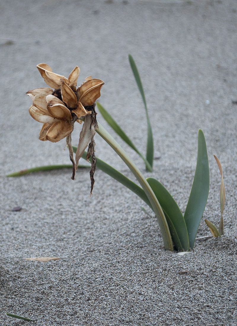 Image of Pancratium maritimum specimen.