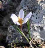 Crocus hartmannianus