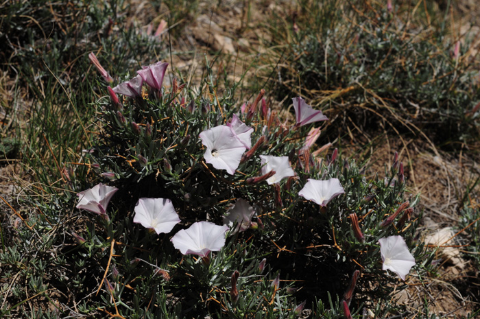 Image of Convolvulus tragacanthoides specimen.
