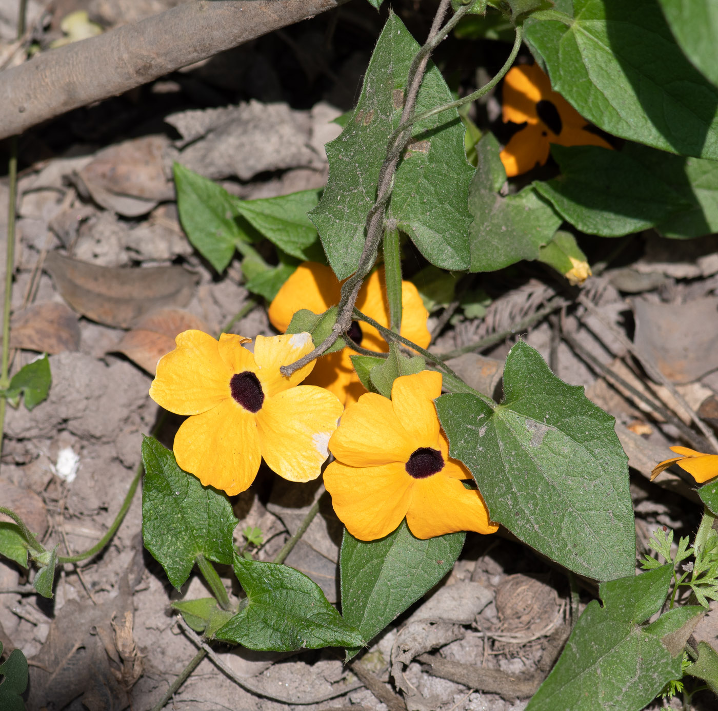 Image of Thunbergia alata specimen.